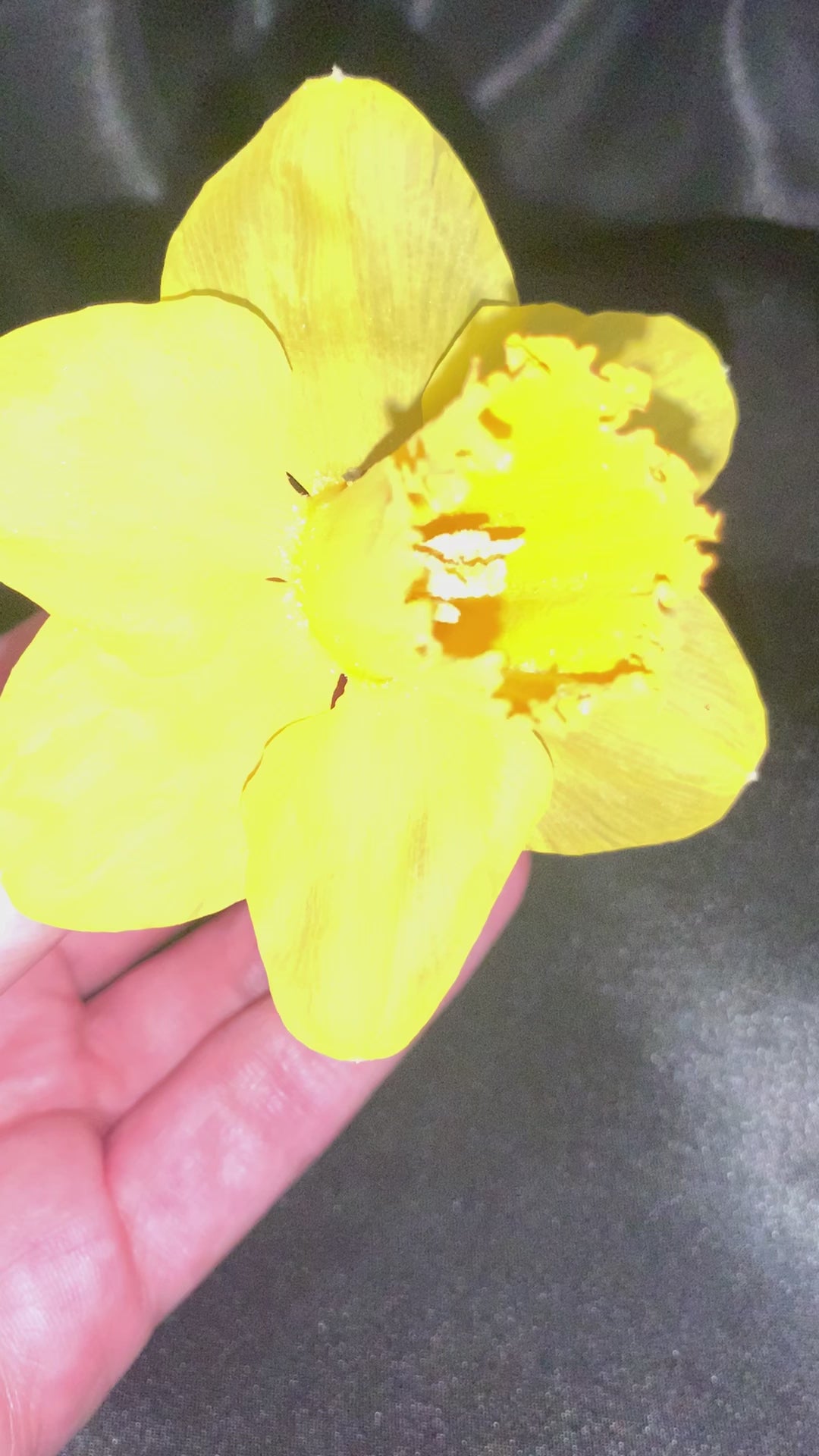 Standard sized yellow dried daffodil