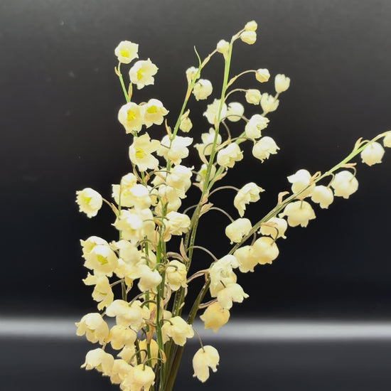 video of small bunch of dried lily of the valley flowers