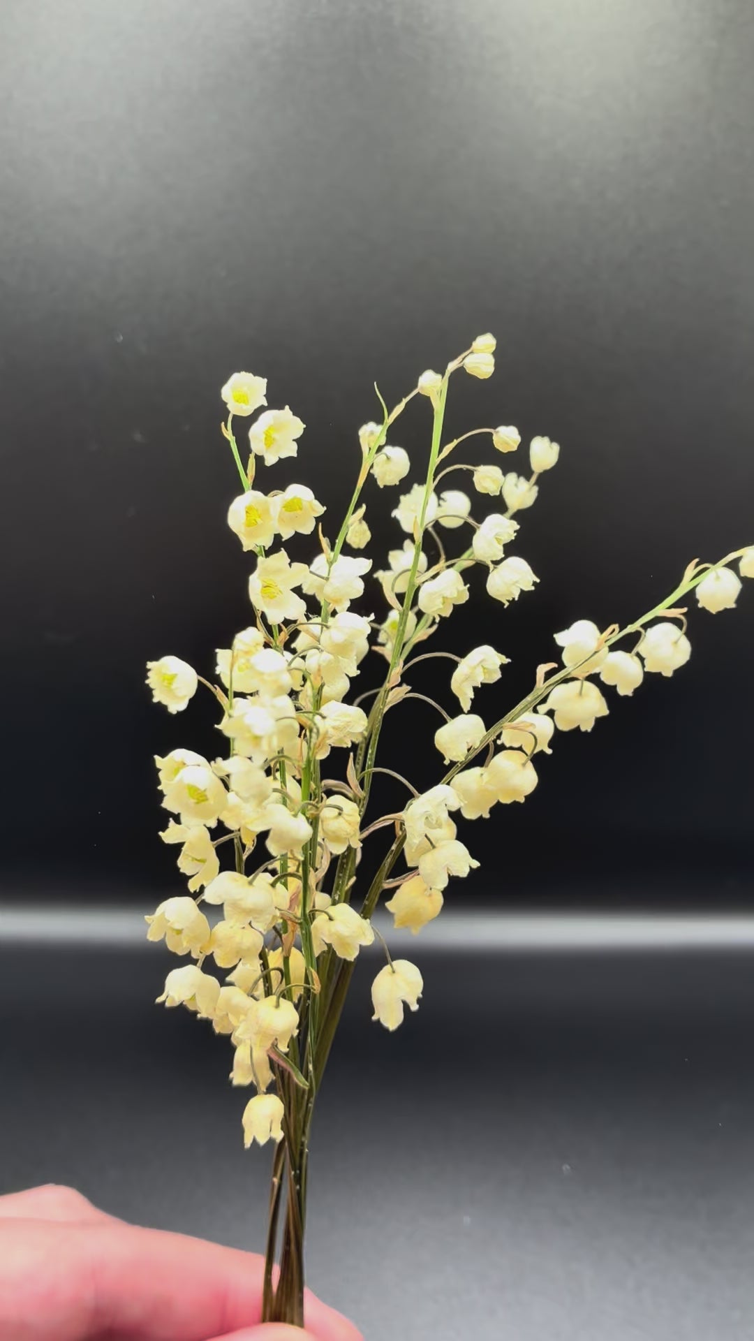 video of small bunch of dried lily of the valley flowers
