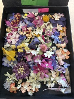 Tiny dried flowers - Real Dried Flowers